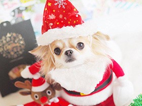 サンタさんに変身　天真爛漫なロングコートチワワ「コマチ」