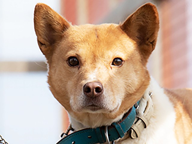 北海道・浜中町の牧場で保護された元野犬の楓