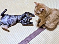 サビ猫のたなぼたちゃんと一緒に遊ぶぽわげちゃん（画像提供：ツナさん）