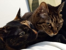 テレビ横に籠城する愛猫　募る心配をよそに、猫自身はいたって普通のことだった？