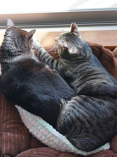 帰宅したイヌオに寄りそうはっぴー「えらい目にあったな」「そうね、でも悪気はないと思う」