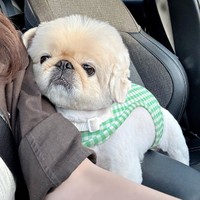 トリミングの後は甘えん坊になるてんてんくん（画像提供：てんてんの毎日さん）