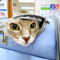 キャリーバッグから顔をのぞかせるハナちゃん（画像提供：とりねゆこさん）
