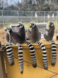 しっぽズラリを真後ろから　写真提供：日本モンキーセンター