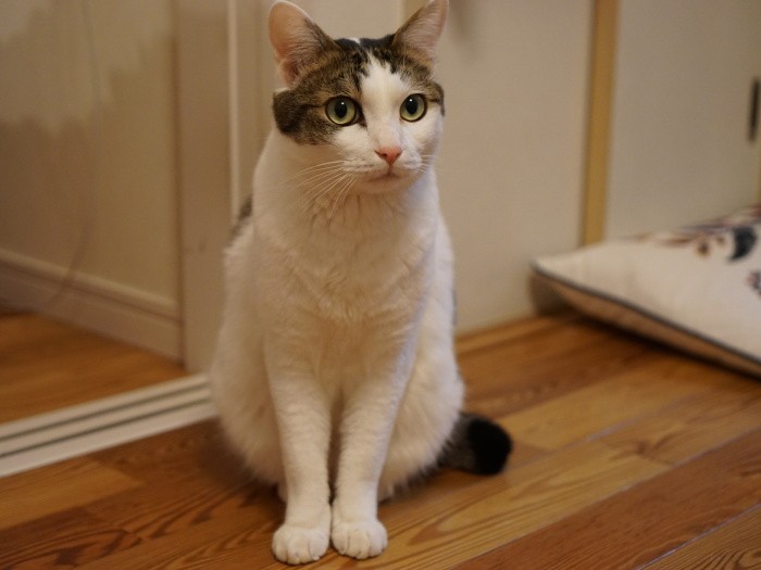 ポーズをキメる福。譲渡会で「顔が可愛いけどシッポが短くていや」という人がいたのだという。今はこの家でのびのび～