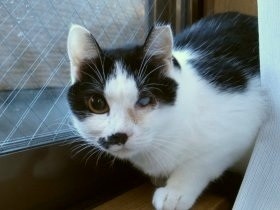  “中に入れて” と網戸をガリガリ　家に現れた野良猫を迎えた