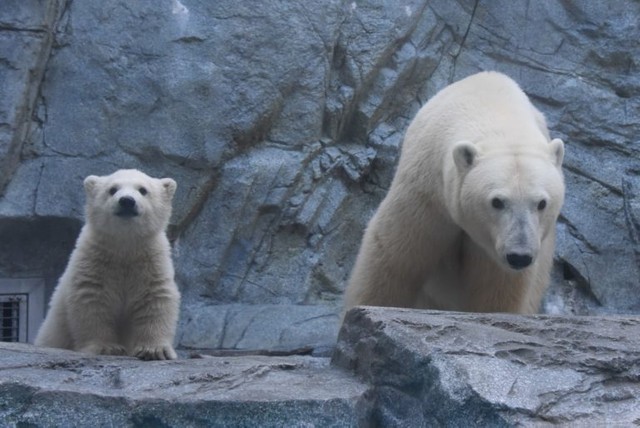 展示場に馴れるための訓練中、見守るスタッフを観覧する親子（男鹿水族館GAO提供）