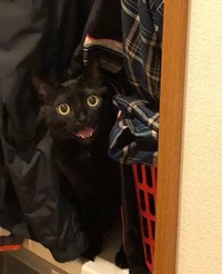 演技力で拾われた黒猫の「僕」です（志島とひろさんのTwitterより）