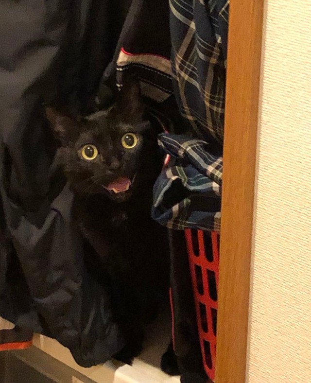 演技力で拾われた黒猫の「僕」です（志島とひろさんのTwitterより）