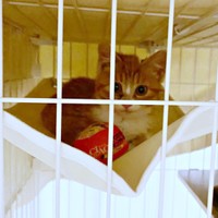 お迎え後、ケージのハンモックにのってこちらを見つめるラテちゃん（画像提供：保護猫ラテちゃん）