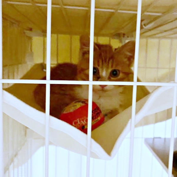 お迎え後、ケージのハンモックにのってこちらを見つめるラテちゃん（画像提供：保護猫ラテちゃん）