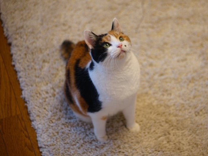 トロいと言われるけどトカゲを獲ったことあるわ、トンボはムリだったけど