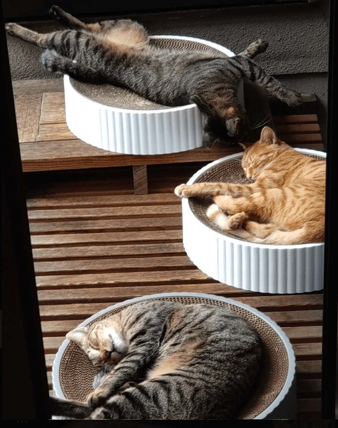 長円寺で暮らす寺猫たち（住職提供）