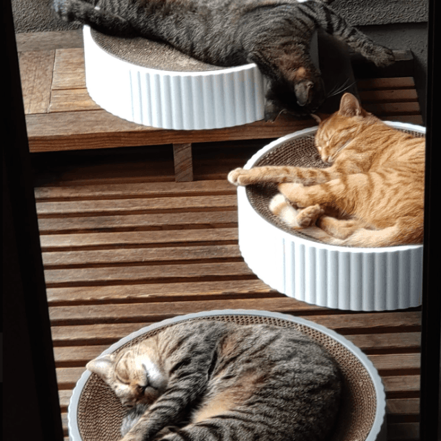 長円寺で暮らす寺猫たち（住職提供）