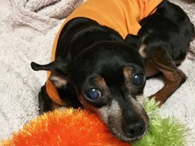 犬の先輩「ベテランママ」森泉ちゃんの助言やセレクトに感激！
