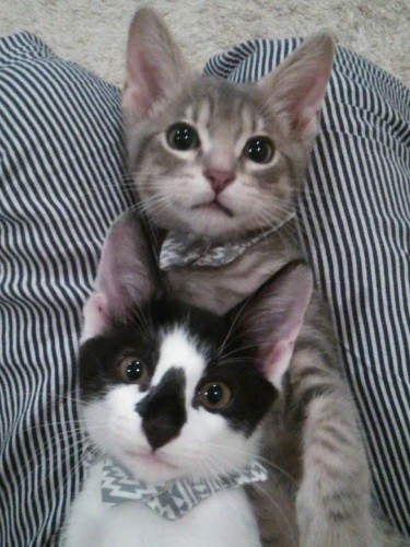 家にきたころの「蒼（そう）」