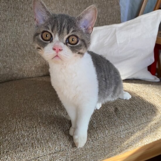 家にきたころの「とと」