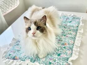 早速乗ってみましたにゃ　新しいマットをチェックするラグドール「Rio」