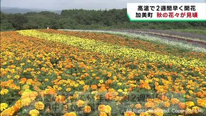 色とりどりの秋の花々が早くも見頃に　宮城・やくらいガーデン