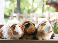 グンディと並ぶ園の人気者、モルモットにも注目！（提供：足立区生物園さん）