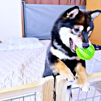 1カ月ほど前までは柵の向こうからおもちゃを投げていたこまちちゃん（画像提供：黒柴 こまちさん）