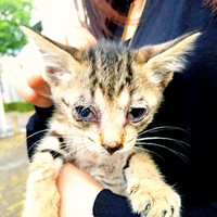 保護当時、生後間もないテンちゃん。ガリガリに痩せて猫風邪を引いていました（画像提供：安田武史さん）