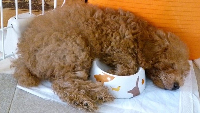 家にきたころの「CoCo」