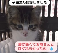 道端で鳴き叫んでいた子猫を保護（「ねこ友会」さん提供、Instagramよりキャプチャ撮影）