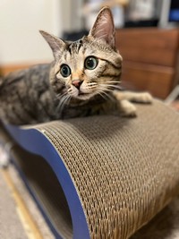 4歳になった＝にゃうこさん（@nia_7053）提供