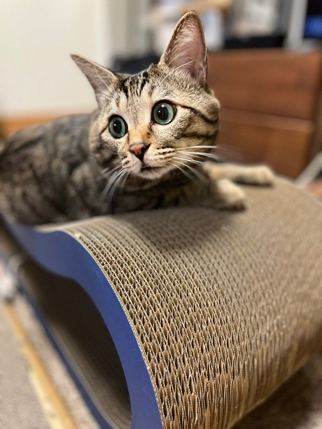 4歳になった＝にゃうこさん（@nia_7053）提供