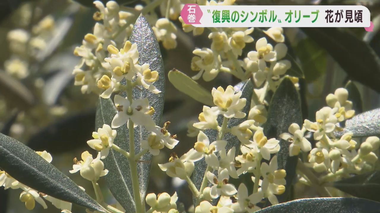 特産化進むオリーブの花が見頃　宮城・石巻市の津波被災地