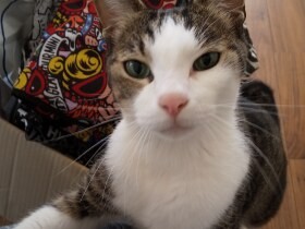 食い意地王子、猫の「エンマ」　冷蔵庫の上で見張り、鍋ごとガス台から落とす