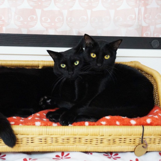 保護猫カフェ時代のネロ（左）とパン。子猫の時にMEの代表・小倉さんが（シッター先で）保護したが、なかなかご縁が見つからず。しかし３年後、あいみさんと利真さんと出会い、兄弟そろって卒業することができたのです（猫の館ME提供）