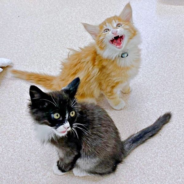 動物愛護センターを出て離れ離れになった兄弟猫、SNSの“奇跡”で2年以上ぶりに再会　「えー！と声が出た」飼い主も驚く胸熱展開｜まいどなニュース