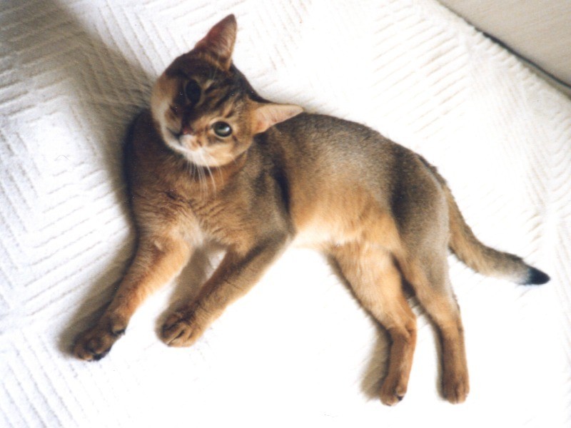 わが家にやって来たころの若かりしアーサー