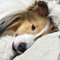 チラッ！ 寝そべって飼い主さんを見つめるガビちゃん（画像提供：ベア&ルチェ&ガビ（まゆ）さん）