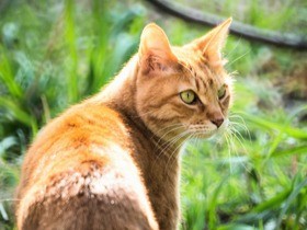 高速道路にネコ！ 名古屋高速で夏に多発、「週に１度は捕獲」