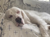 麦ちゃんは寝ている時は白目や半目になりがちだそう（画像提供：みのかさ さん @inekaratukutta）