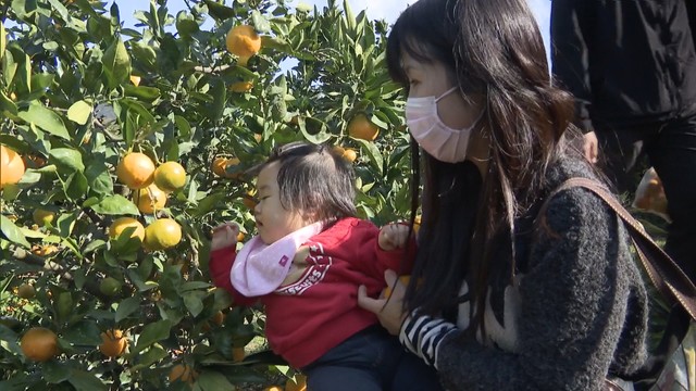 親子でミカン狩り　しっかりとした甘みの「ゆら早生」　香川・坂出市