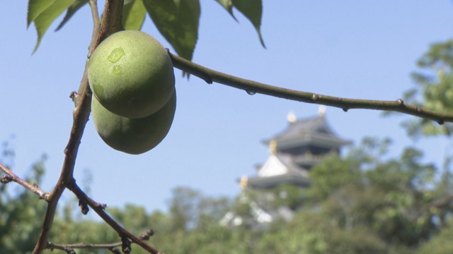 岡山後楽園　岡山・北区