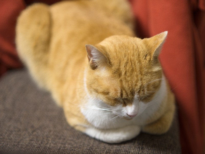 「落ち着くために香箱でも組んで瞑想しよう」（小林写函撮影）