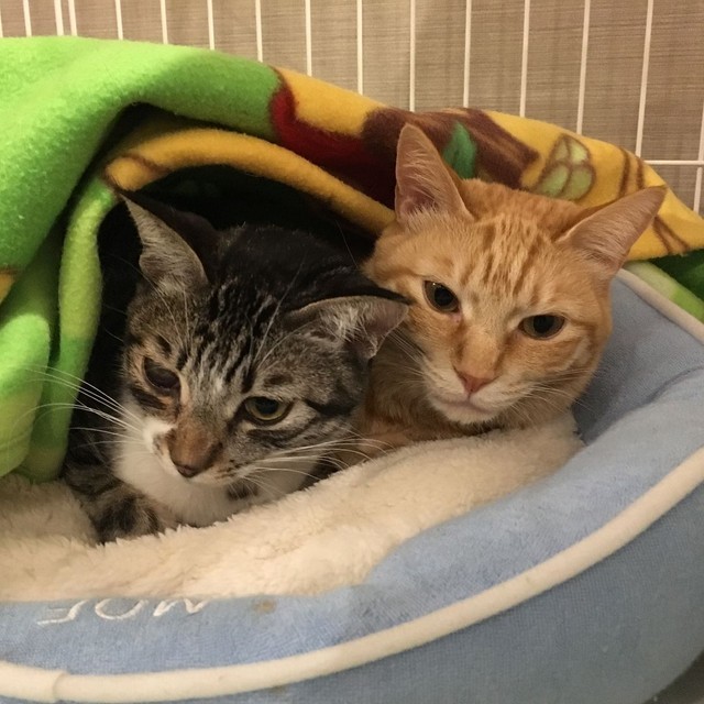 すっかり仲良くなったきなこちゃんと海くん