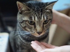 わが家に若い女性客2人　大歓迎の青年猫、つられて幻の猫まで…