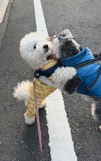 感動の再会を果たしたパポくんと親友犬さん（提供：形の定まらない犬さん）