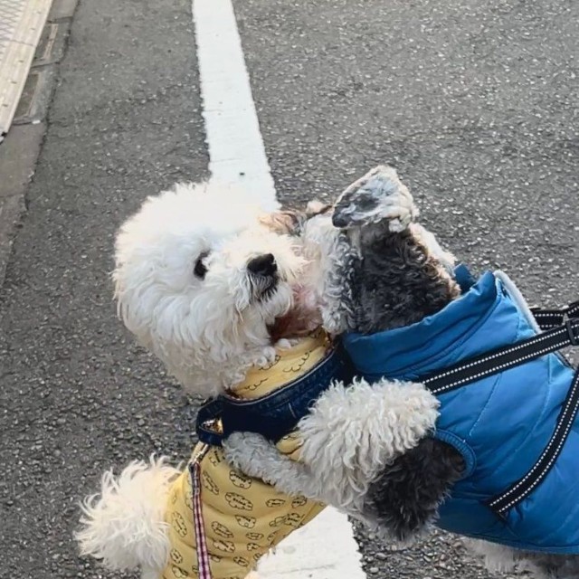 感動の再会を果たしたパポくんと親友犬さん（提供：形の定まらない犬さん）