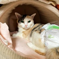 猫ベッドの中でくつろぐウララちゃん（画像提供：リキペペさん）