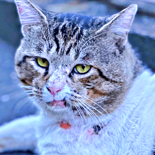 野良猫時代、生傷が絶えなかったボブくん（画像提供：元野良猫ボブさん）