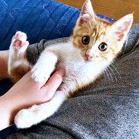 飼い主さんの足上でくつろぐ縁くん（画像提供：【かんざき屋】じゃきちゃんさん）
