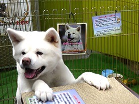 秋田犬人気、世界を駆ける　地元「将来はペットの聖地に…」