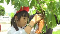 地元の農家に教わりながら袋掛けを行う児童
